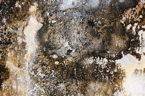Bei ausreichender feuchtigkeit können die sporen in neue pilzkolonien keimen und eine vielzahl neuer sporen produzieren, die sich in der raumluft ausbreiten und durch einatmen oder oberflächenkontakt eine belastung verursachen können. Schimmel im Haus - richtig lüften reicht häufig nicht aus ...
