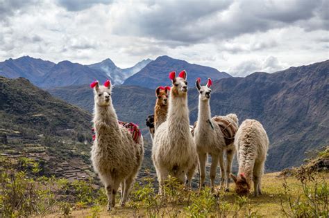 Les Animaux Typiques Du Pérou Que Vous Croiserez Peut être En Voyage
