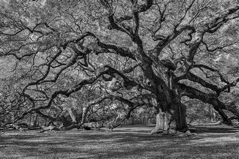 Angel Oak Photograph By Dan Sniffin Fine Art America