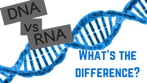 Dna Vs Rna 5 Differences Between Dna And Rna Youtube Zohal