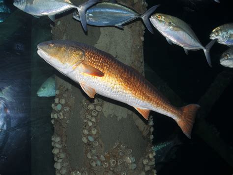 The Online Zoo Red Drum