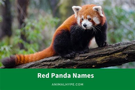 280 Adorable Red Panda Names For Forests Cutest Rascals Animal Hype