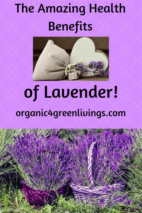 12 Health Benefits Lavender That Wonderfuf Herb