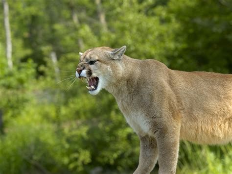 Mountain Lions Go On Pet Killing Spree I Watched It Eat One Of My