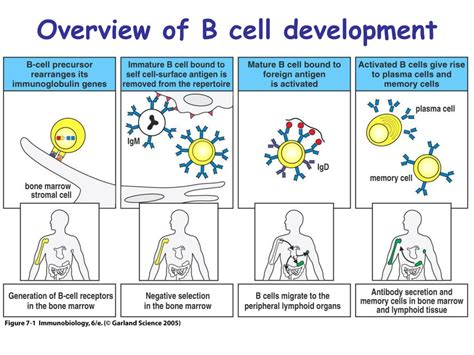 Ppt Lymphocyte Development And Survival Chapter 7 Powerpoint