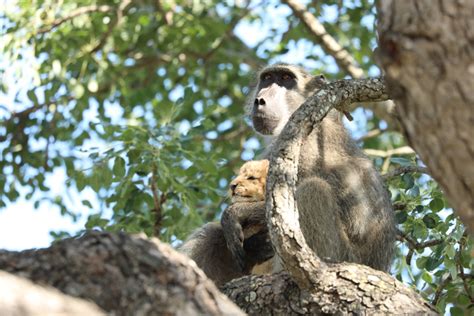 Baboon Captures And Grooms Lion Cub In Heartbreaking Kruger Photos Sapeople Worldwide South