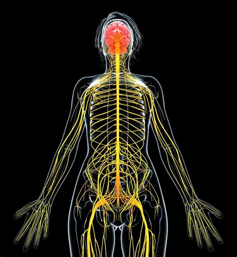 Female Nervous System Photograph By Pixologicstudioscience Photo