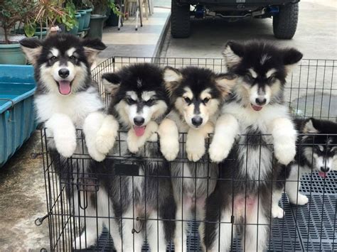 Alaskan Malamute Puppies