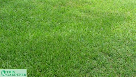 Pensacola Bahia Grass Vs Argentine Grass 10 Differences And What To Choose