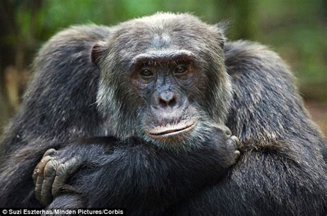 Chimpanzees Use Drum Solos To Tell Fellow Primates Who And Where They