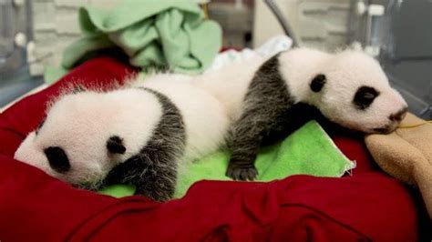 Zoo Atlanta Giant Panda Twins One Month Old Today Midtown Ga Patch