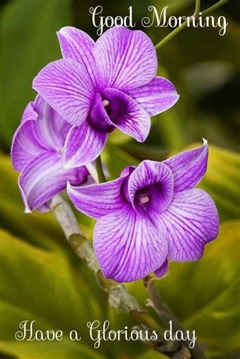 Good Morning With Orchid Flowers Wisdom Good Morning Quotes