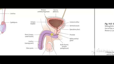 Male Reproductive System YouTube