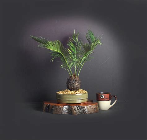 Sago Palm Bonsai Tree Palm Bonsai Collection From Livebonsaitree