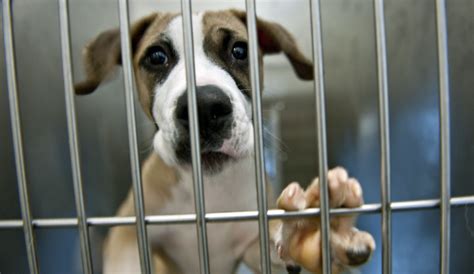 5 Reasons To Love A Shelter Dog