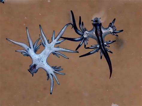 6 Fascinating Facts About Blue Dragons