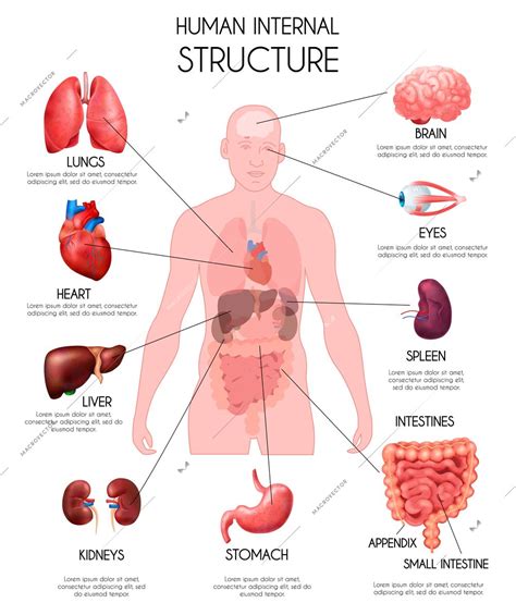 The tissue is connected and constructed as a all organs of the body work in sync to form about a dozen organ systems. Realistic human internal organs infographics white ...