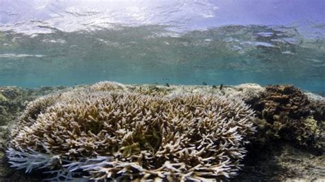 Corals Are Being Cooked A Third Of Taiwans Reefs Are Dying