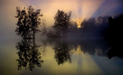 Fog Trees Lake Reflection Morning Sunrise