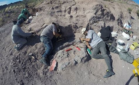 Titanosaurs Ninjatitan Zapatai Fossils Of Dinosaurs That Lived 140 Million Years Ago Found In