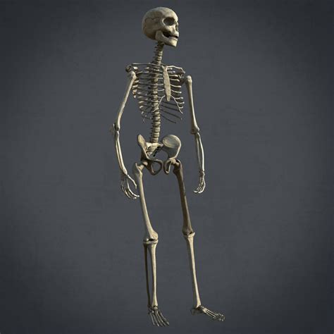 3d Model Low Poly Human Skeleton Cgtrader