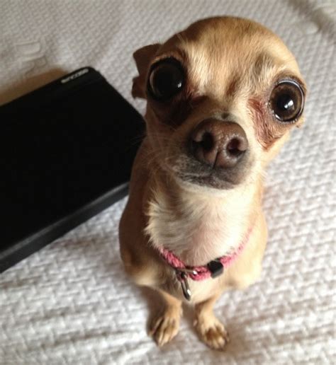 14 Reasons Chihuahuas Are The Worst Indoor Dog Breeds Of