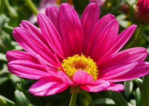 2560x1440 Wallpaper Marguerite Blossom Early Bloomer Flower Pink