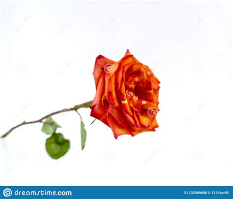 Isolated On White Background Red Rose Flowers Stock Photo Image Of