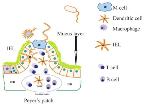 Schematic Representation Of Peyers Patches M Cells And The Different