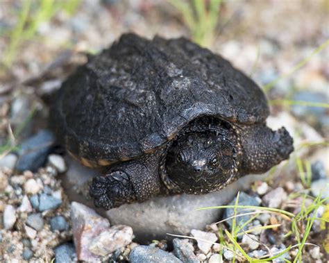 Baby Snapping Turtle Care Guide