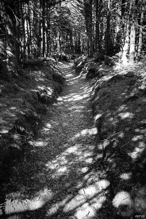 Black And White Forest Trail Phil Perkins • Photography