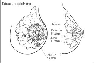 Lo ideal es que todos los niños pudiesen tener, desde la más temprana edad, algún contacto con el lápiz y el papel. Lactancia