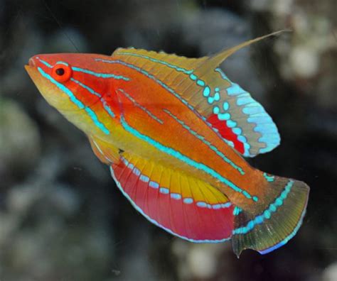 Wrasse Overview And Care Taking Guide
