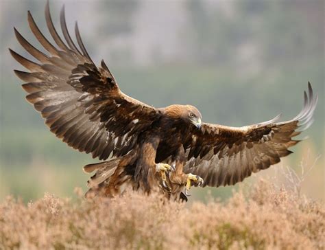 Golden Eagle The National Bird Of Scotland