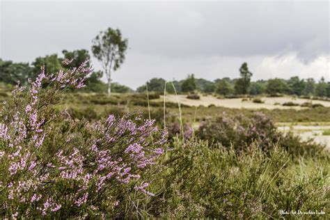 De horde 2020 olieverf op doek 100 x 120 cm. Zo mooi is de Kalmthoutse heide. Deze topfoto's zijn voor ...