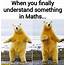19 Very Funny Polar Bear Meme Images And Pictures  MemesBoy