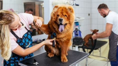 357 likes · 1 talking about this · 612 were here. 41 Dog Grooming Industry Statistics and Trends ...