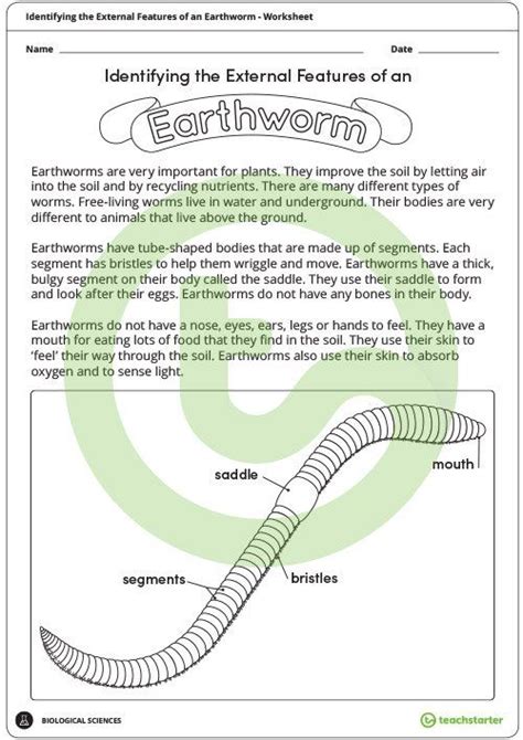 Identifying The External Features Of An Earthworm Worksheet Science