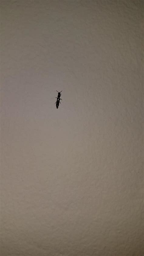 Little Black Bug Crawling Up My Home Office Wall 5 6mm Very Short Legs