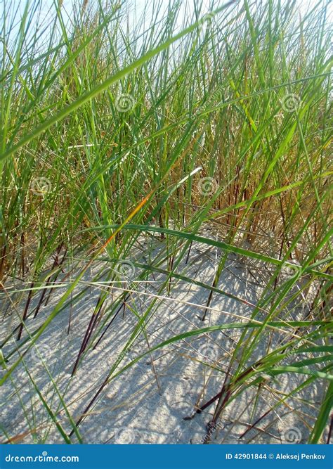 The Grass Stock Photo Image Of Green Shore Bush Seashore 42901844