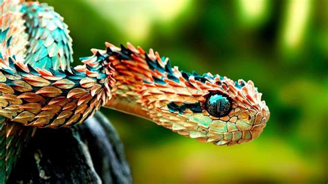 Atheris Hispida Or Rough Scaled Bush Viper Looking Extremely Lit