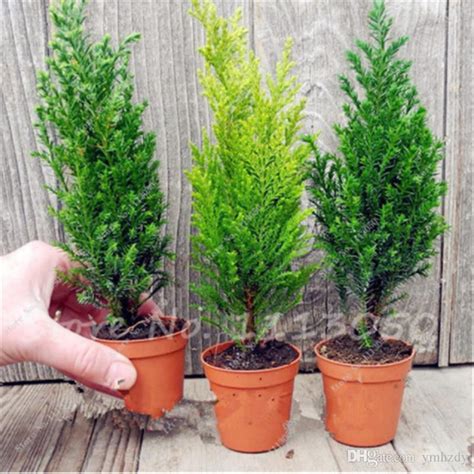 Outdoor And Gardening Seeds And Seed Bombs 50 X Italian Cypress Tree Seeds