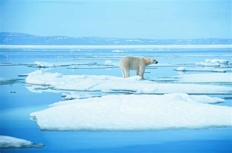 We did not find results for: Climate Change - Arctic Tundra Biodiversity