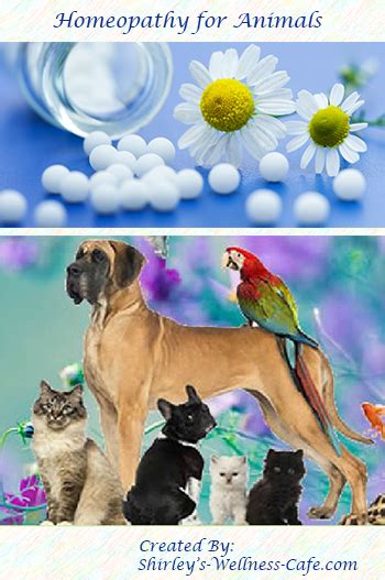 Homeopathy For Animals Kitten Care Animals Animals And Pets