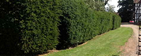 Yew Hedging Yew Hedges Taxus Baccata Trees Hedging Uk