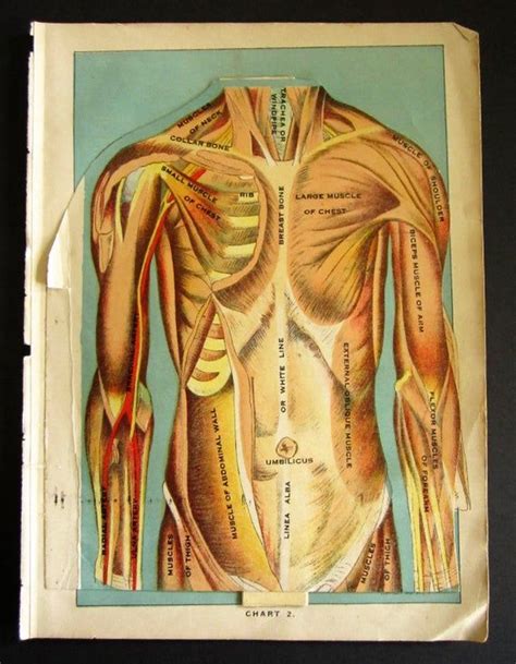 Torso Anatomy Chart Torso Anatomy Chart Anatomy Chart Trigger Point