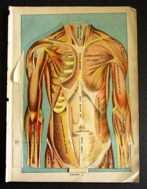 They can be used to illustrate an entire system or a specific body part or condition. 1916 Torso Internal Anatomy Illustration MANIKIN WITH ...