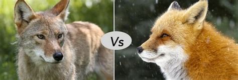 Fox Vs Coyote Fight Comparison And Differennce Who Will Win