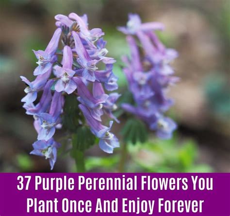 Discover more posts about tallest purple. 37 Purple Perennial Flowers You Plant Once And Enjoy Forever