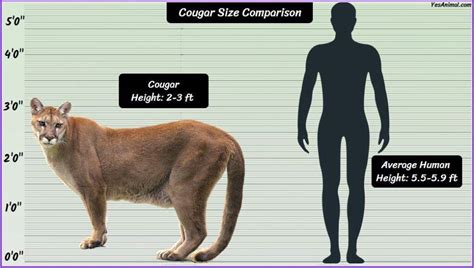 Mountain Lioncougar Size How Big Are They Comparison